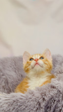 Cat3