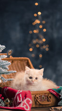 猫咪最讨厌的事情