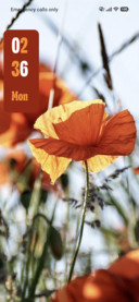 Red Poppies