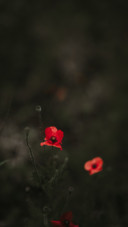 Dark (1)