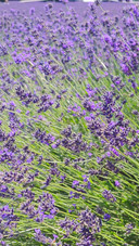 Lavender Meadow #2