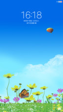 菊花 护眼