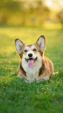 Smiling Corgi Lying on The Grass