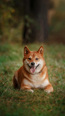 Dog404