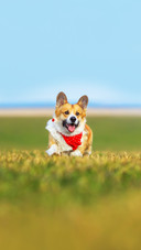 Beautiful red Corgi dog puppy Pembroke runs merrily