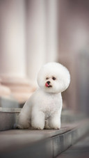 White Bichon Frise on gray steps, looking aside