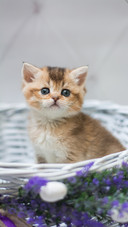 你家的猫是哪一种呢