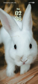Rabbit