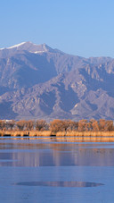 Wild duck lake in winter