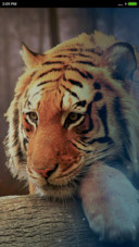  Bengal tiger