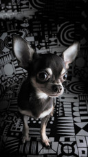 Dog275