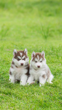 Two Siberian Husky Puppies Sitting on Green Grass