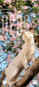 樱花树下 樱花猫