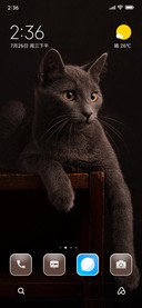Funny Cat