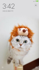 猫咪