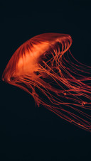 Red jellyfish on a dark background