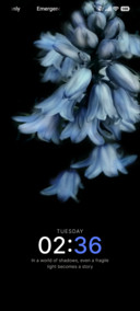 Midnight Bloom