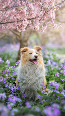 Sakura dog 2