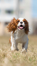Cute Dog Running on The Grass