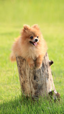 Dog71