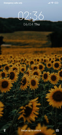 Sunflower_3MDP