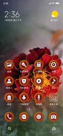 French Marigold_3MDS