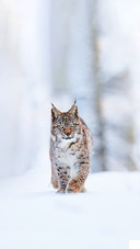 A Wild Beast Walking Through The Snowy Forest