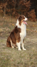 Dog (11)