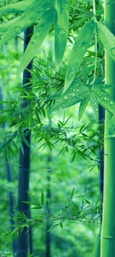 意境竹林