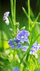 The plant of the genus panna