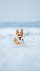 Corgi dog running fast in the snow