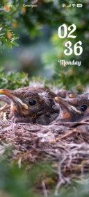 Forest Nest
