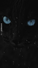 黑猫