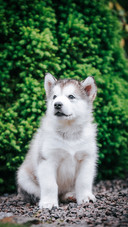 Dog (5)