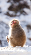 Uninvited guest monkey robbery 97