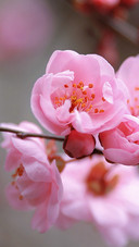 The pink petals are fluttering and the spring atmosphere