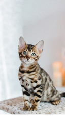被一只猫帅到了