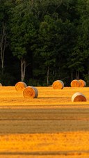 Rural agricultural landscape of Ontario province