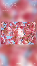 【V7+V8双版本】樱花盛开