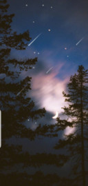 星树