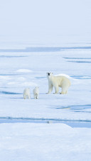 Polar Bear Mother and Twin Cubs on the Pack Ice