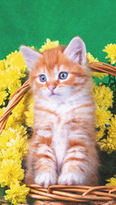 The kitten and the yellow chrysanthemum