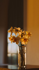Bouquet of narcissus in vase at sunset