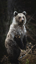 Brown Bear Standing