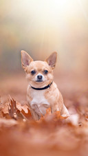 A Chihuahua Dog Sittng in The Autumn Forest