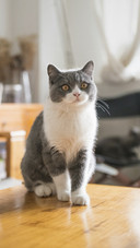 Lovely Cat at Home