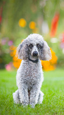 Dog111