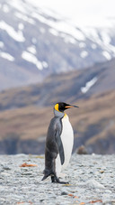 A Penguin Stood Blankly on The Ground