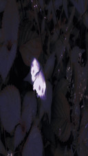 Luminous butterfly