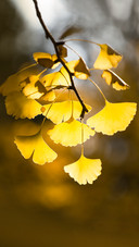Ginkgo Biloba in Autumn